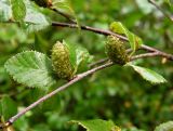 Betula ovalifolia