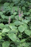 Stachys sylvatica