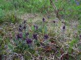 Bartsia alpina