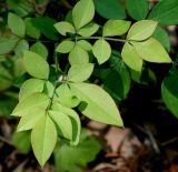 Nandina domestica