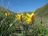 Tulipa altaica