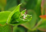 Stellaria calycantha. Цветок. Камчатский край, Алеутский р-н, о-в Беринга, подножье сопки между р. Подутесная и р. Непропусковая, кочкарная тундра. 16.07.2015.