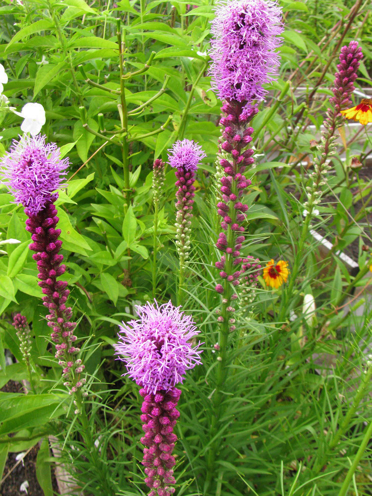 Изображение особи Liatris spicata.