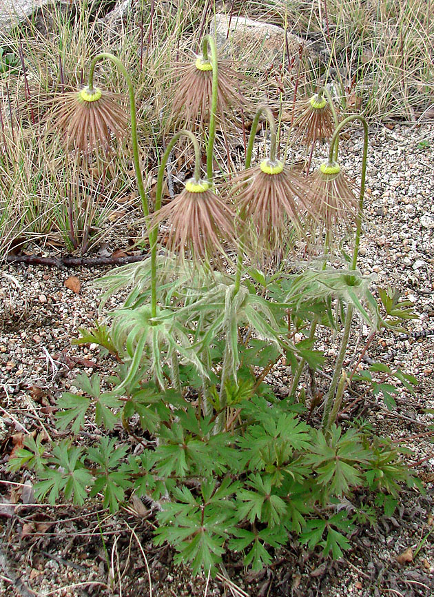 Изображение особи Pulsatilla ajanensis.