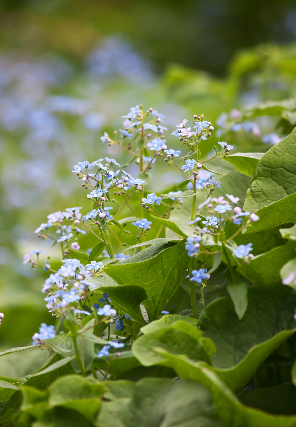 Изображение особи Brunnera sibirica.