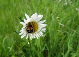 Leucanthemum vulgare. Соцветие с кормящимся жуком Trichius fasciatus. Московская обл., окр. Электрогорска, урочище Белый мох, поляна у дороги местного значения. 04.06.2016.