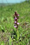 Anacamptis подвид fedtschenkoi