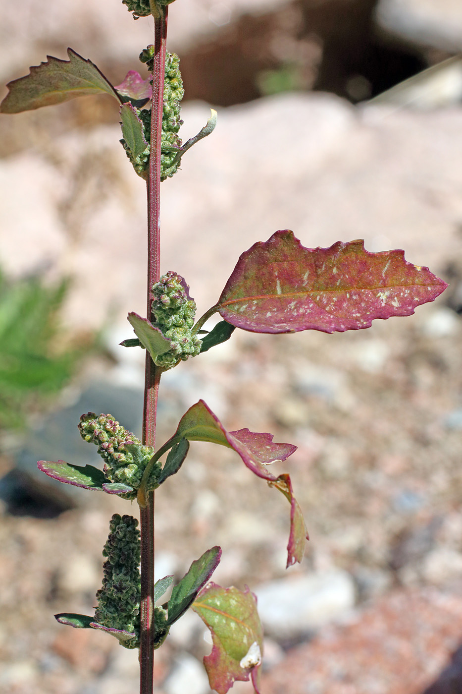 Изображение особи Chenopodium album.