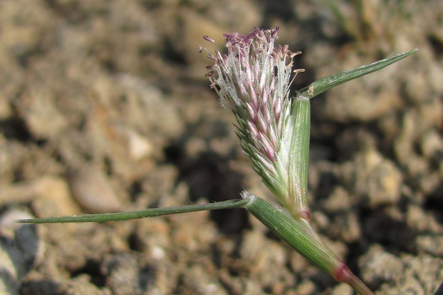 Изображение особи Crypsis schoenoides.