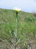 Tragopogon подвид desertorum