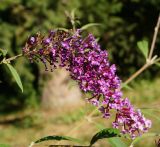 Buddleja davidii