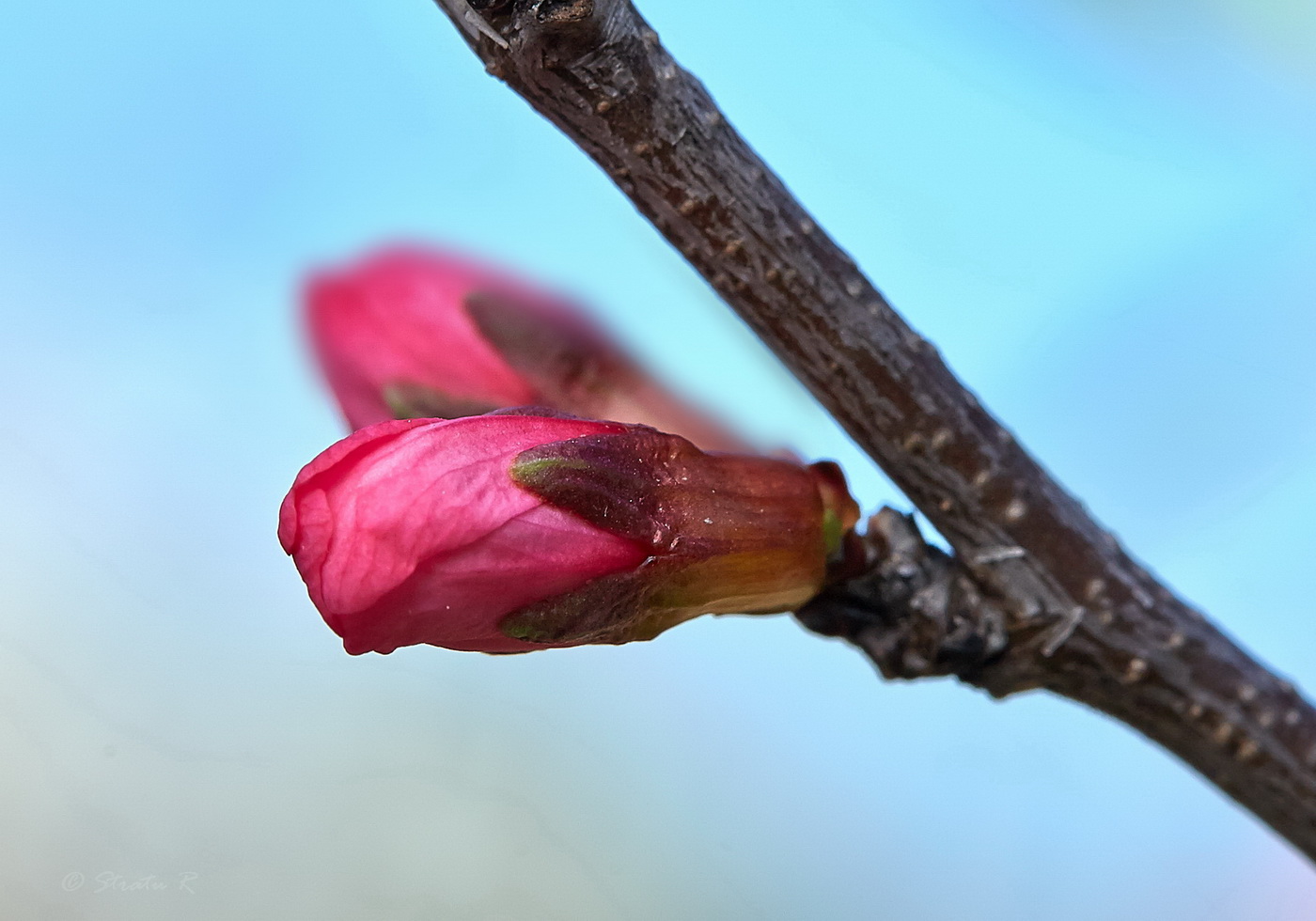 Изображение особи Amygdalus nana.