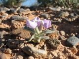 Matthiola bucharica. Цветущее растение. Казахстан, вост. предгорья хр. Каратау, сев. кромка котловины оз. Кызылколь, галечниковые наносы на пестроцветах на склоне юго-зап. экспозиции. 9 мая 2017 г.