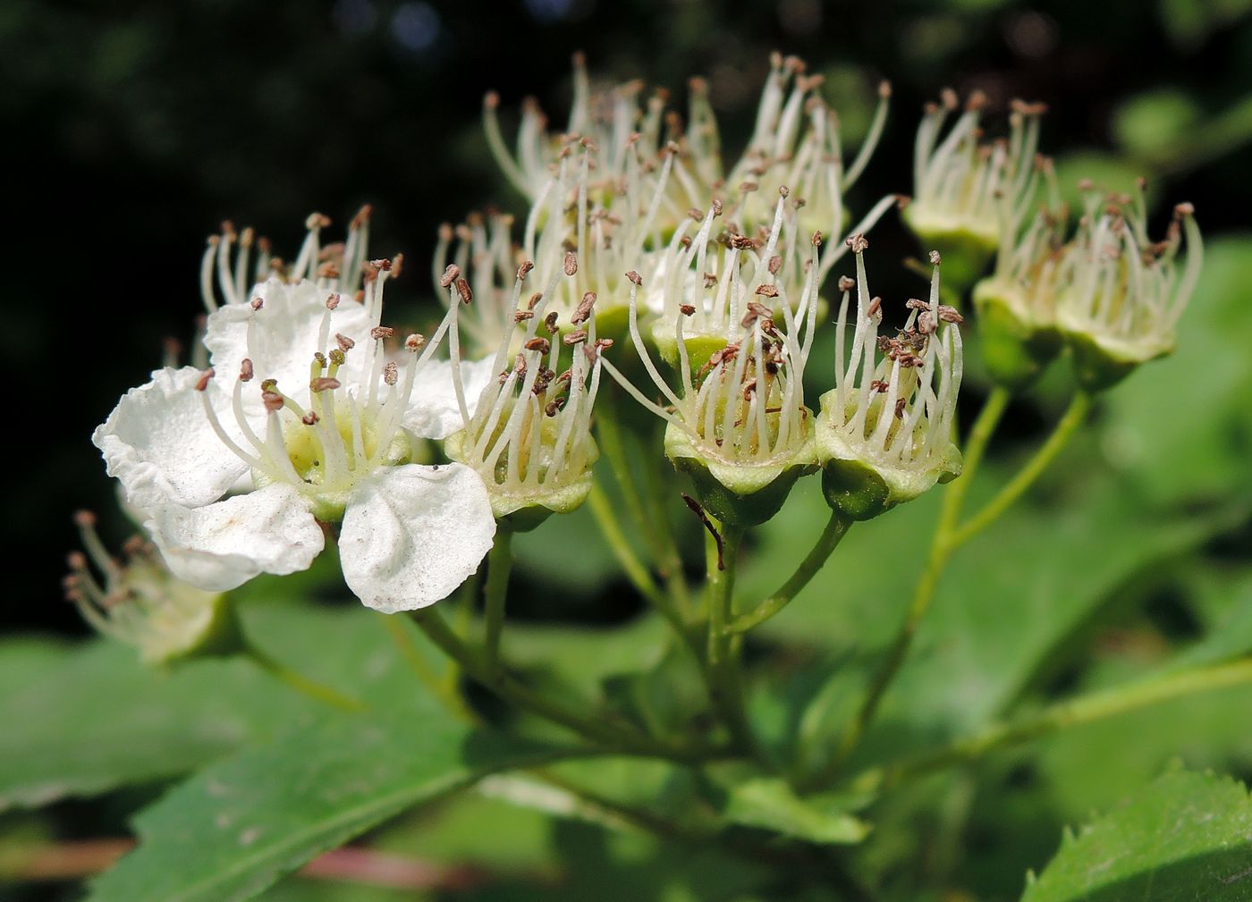 Изображение особи Crataegus chlorocarpa.