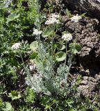 Achillea ambrosiaca