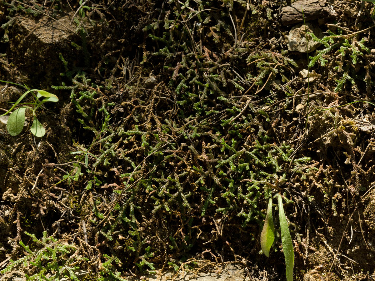 Изображение особи Selaginella denticulata.