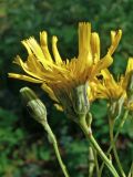 Hieracium virosum. Соцветия. Свердловская обл., окр. г. Североуральск, сосновый лес. 08.08.2017.