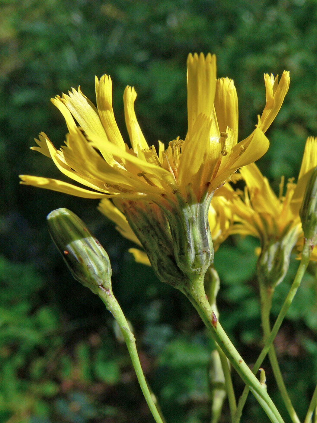 Image of Hieracium virosum specimen.