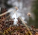 род Thymus. Прошлогодние сухие побеги с соплодиями на подушке из листостебельных мхов. Пермский край, Лысьвенский р-н, долина р. Чусовой, вершина камня \"Кирпичный\", смешанный лес. 01.05.2018.