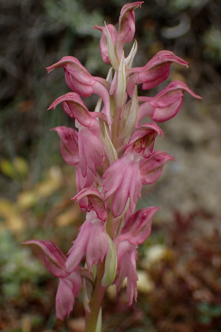 Изображение особи Anacamptis sancta.