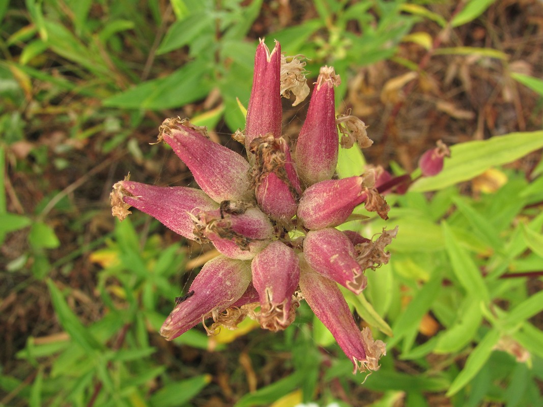 Image of Saponaria officinalis specimen.