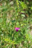 Vicia sativa