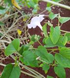 семейство Convolvulaceae