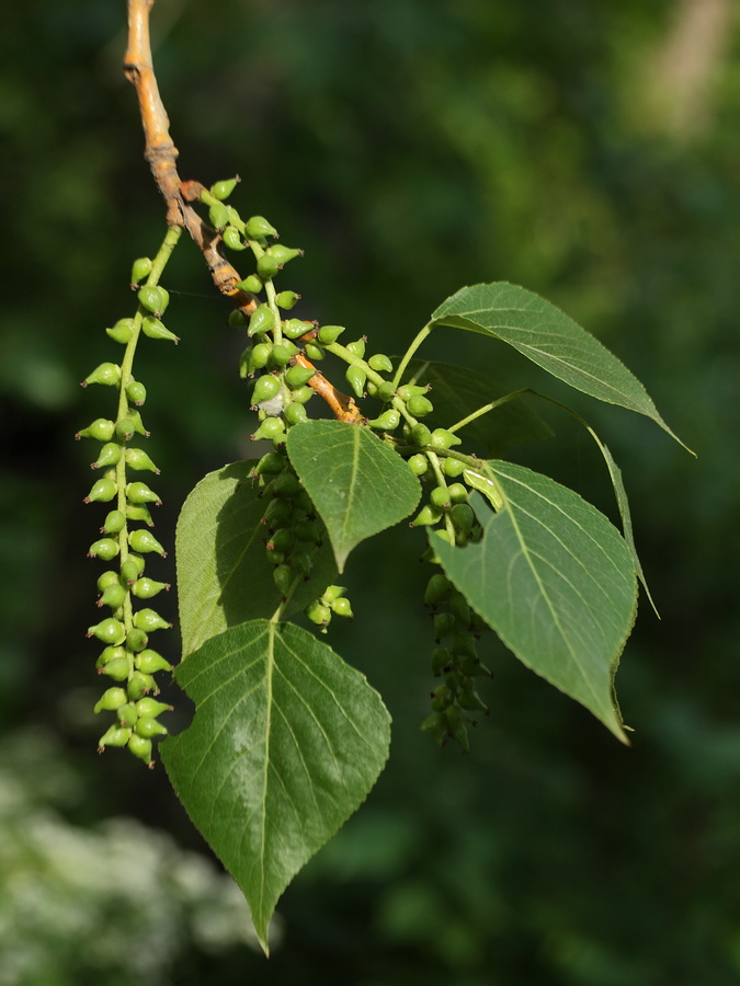 Изображение особи Populus &times; sibirica.