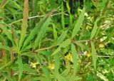 Berberis разновидность lanceifolium