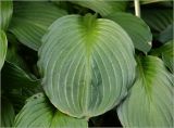 genus Hosta