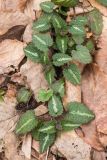 Lamium maculatum