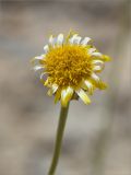 Inula multicaulis. Соцветие. Казахстан, Мангистауская обл., Каракиянский р-н, плато Устюрт, западный чинк, глинисто-щебнистая пустыня. 06.06.2022.