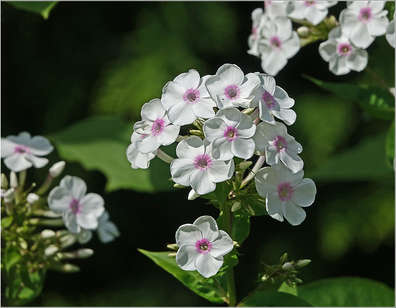 Изображение особи Phlox paniculata.