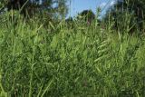 Vicia angustifolia