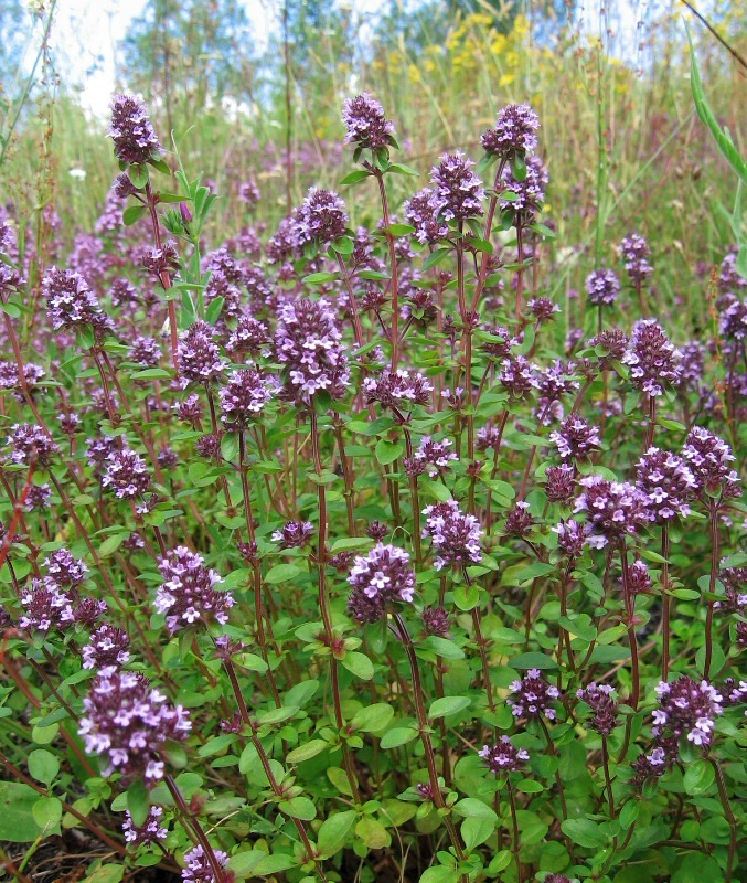 Изображение особи Thymus ovatus.