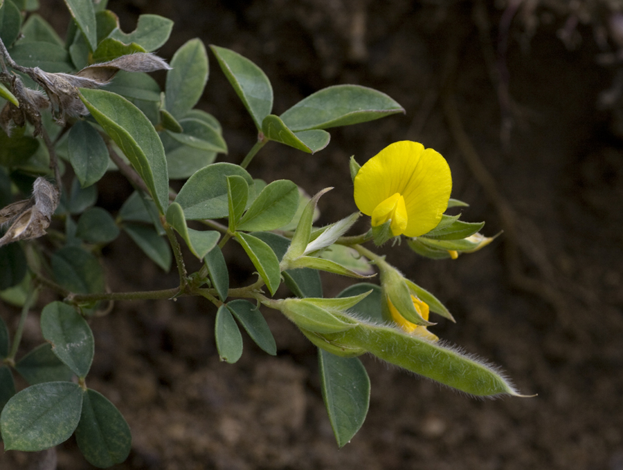 Изображение особи Argyrolobium biebersteinii.