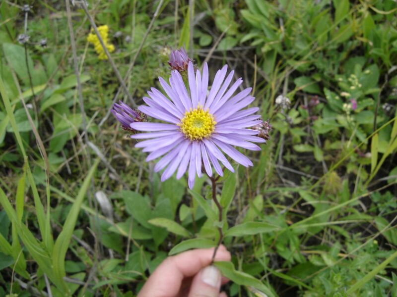 Изображение особи Aster amellus.