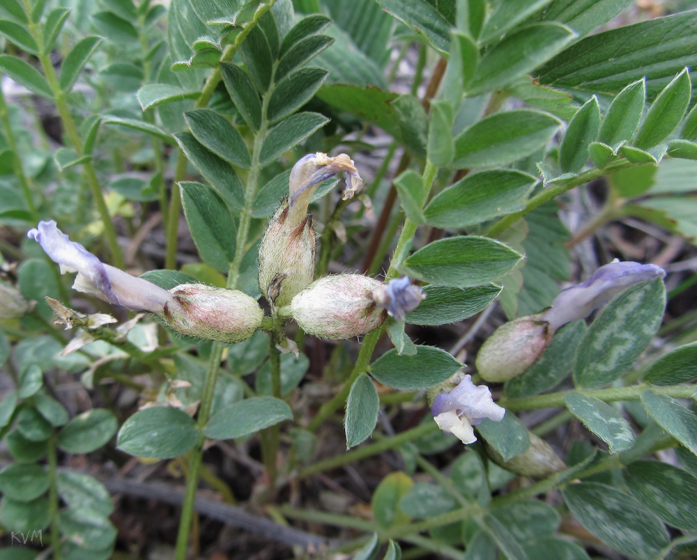 Изображение особи Astragalus megalanthus.