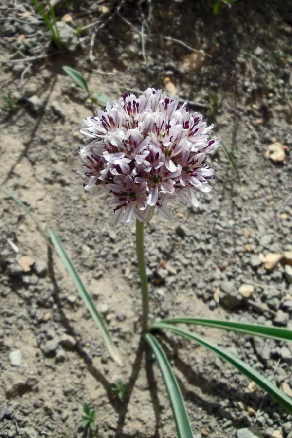 Изображение особи Allium leonidii.