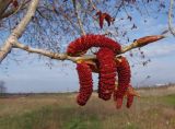 Populus balsamifera