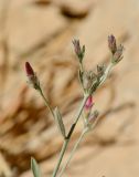 Convolvulus oleifolius. Верхушка веточки с соцветиями. Израиль, нагорье Негев, окр. киббуца Сде Бокер, южный склон горы. 24.04.2013.