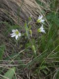 Cerastium ruderale