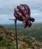 Gastrolychnis tristis