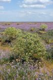 Ferula foetida. Плодоносящие растения. Южный Казахстан, Арыский р-н, Задарьинская степь. 03.05.2013.