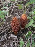 Orobanche colorata