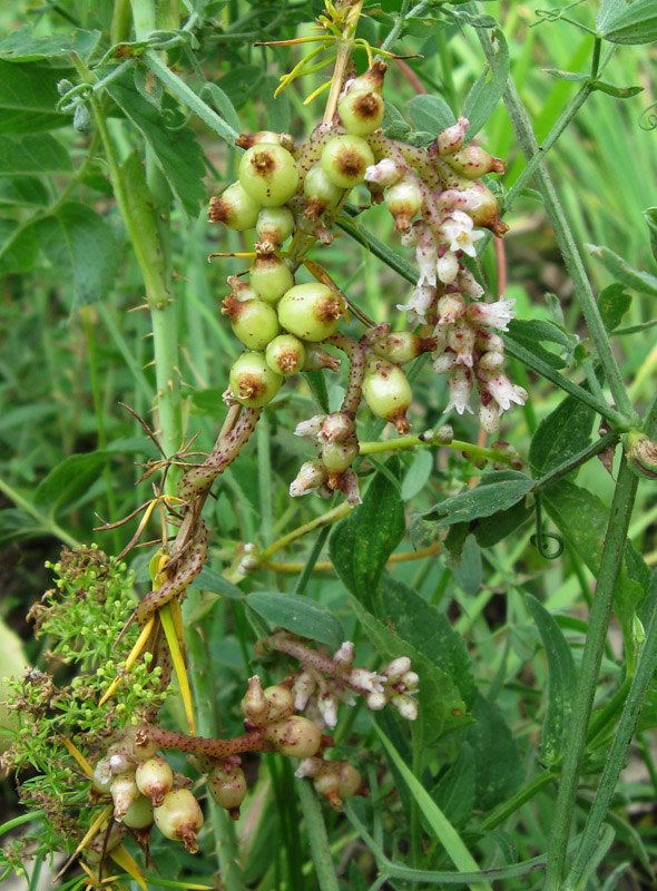 Изображение особи Cuscuta lupuliformis.