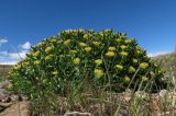 Rhodiola krylovii