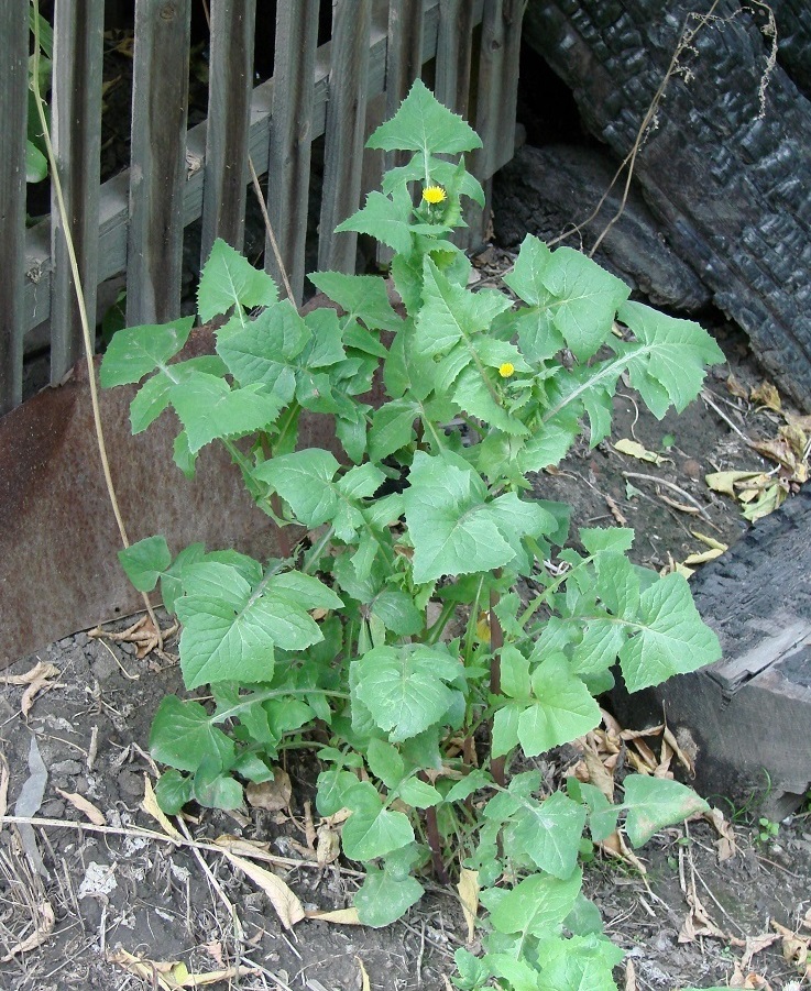 Изображение особи Sonchus oleraceus.