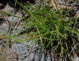 Silene graminifolia