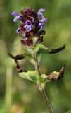 Prunella vulgaris